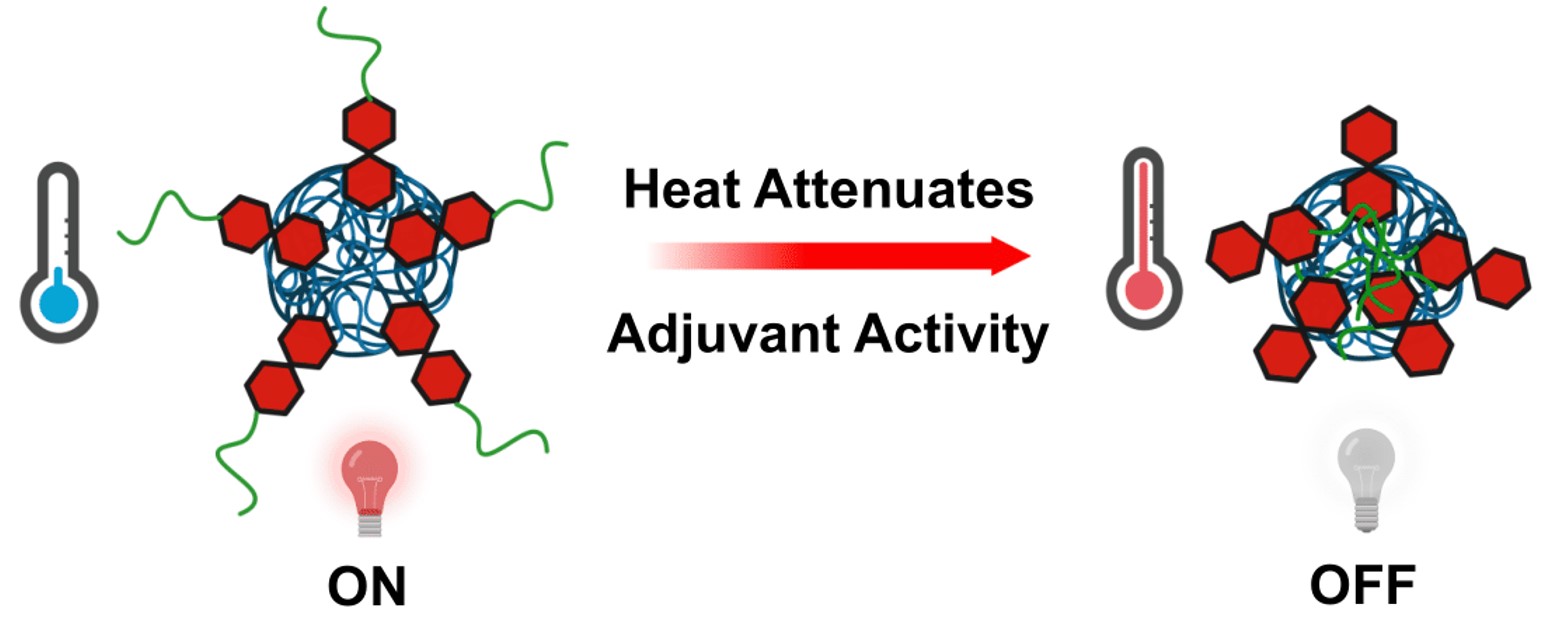 Thermophobic Adjuvant Mechanism